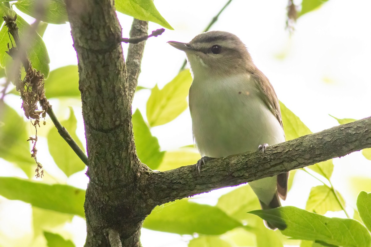 rødøyevireo - ML619614288