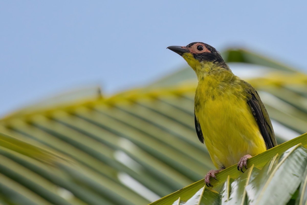 Australasian Figbird - Jaap Velden