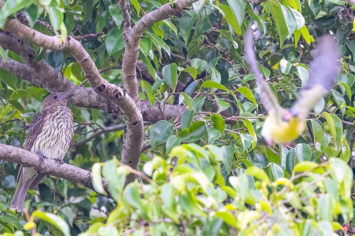 Australasian Figbird - Jaap Velden