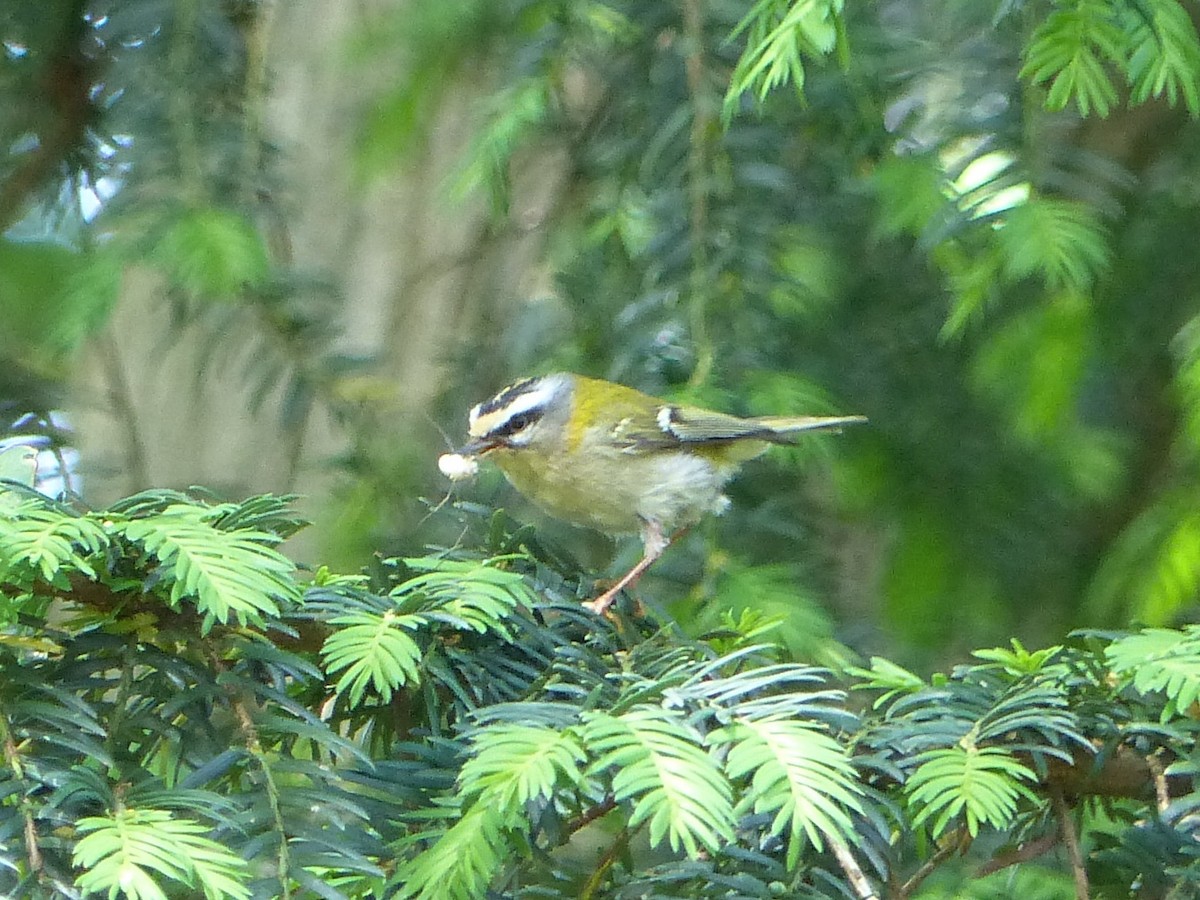 Common Firecrest - ML619614291