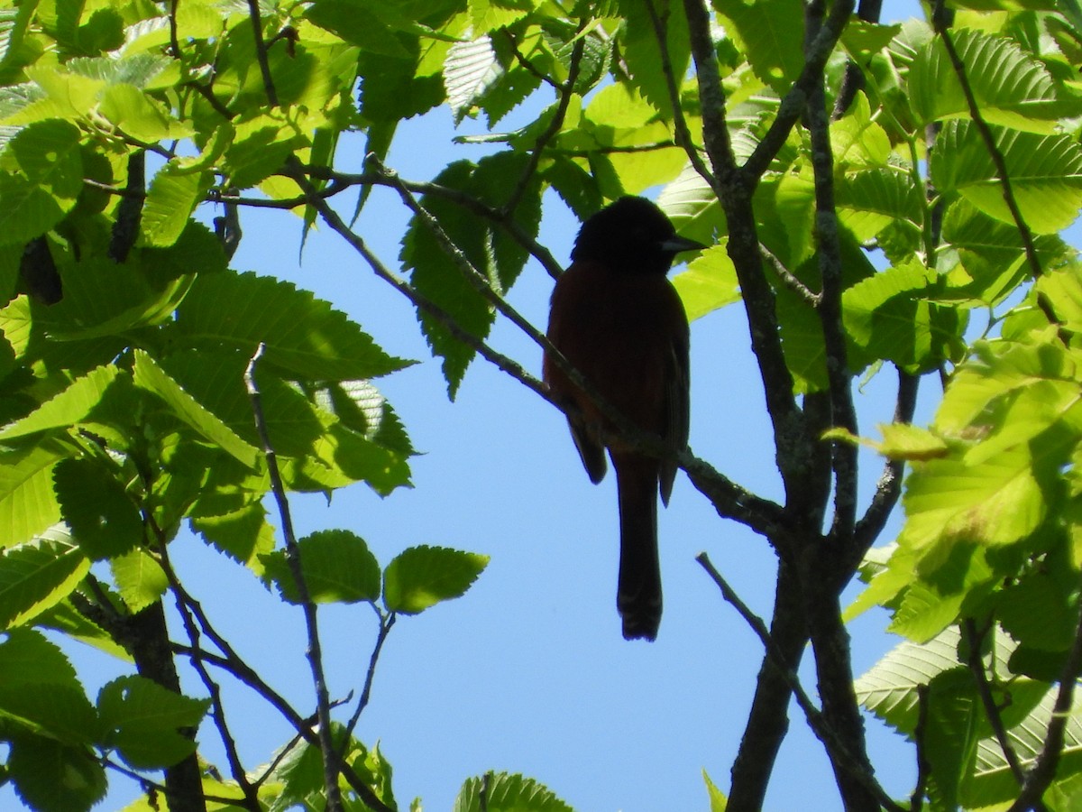 Orchard Oriole - ML619614292