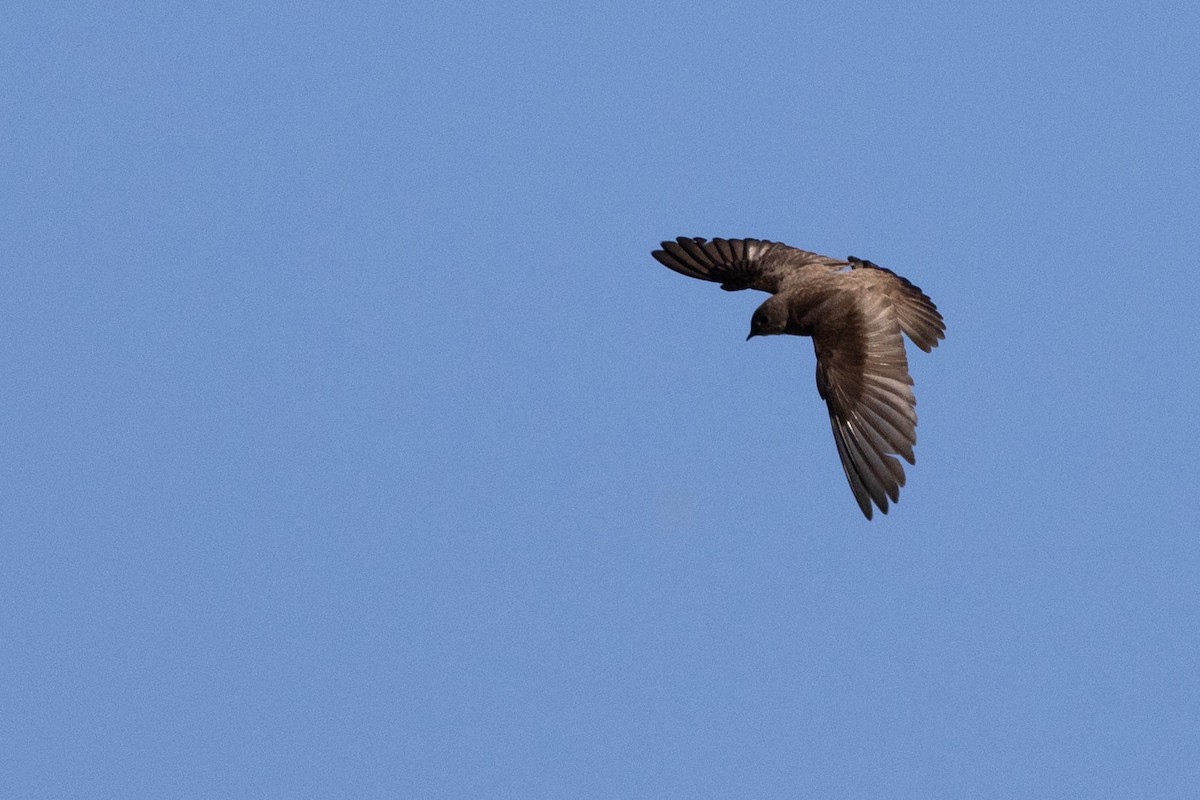 Northern Rough-winged Swallow - Mike Affinito