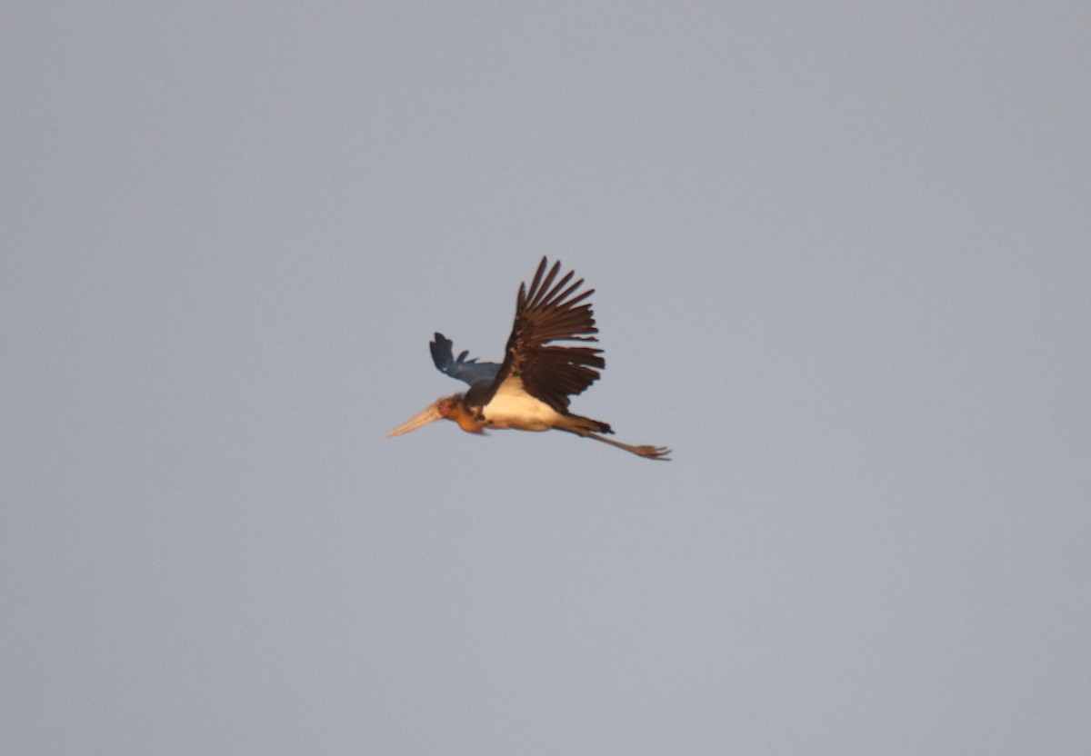 Lesser Adjutant - ML619614295