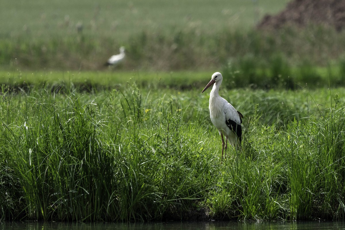 White Stork - Holger Schneider