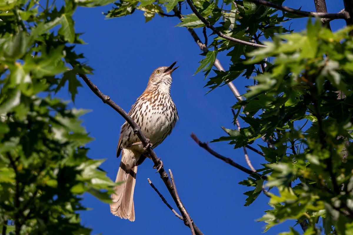 Brown Thrasher - Mike Affinito