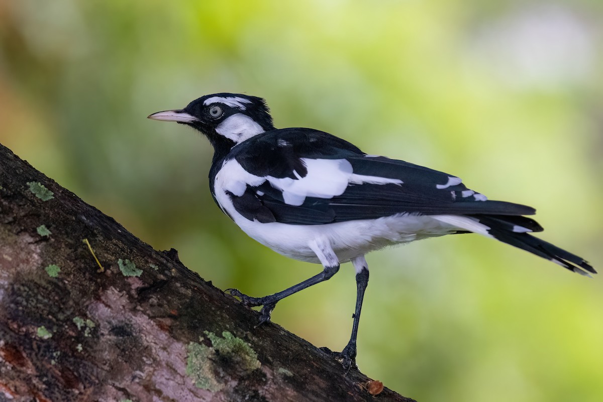 Magpie-lark - Jaap Velden