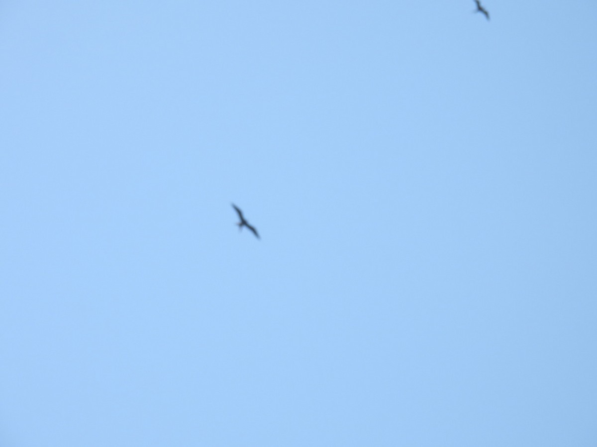 Magnificent Frigatebird - Denise Rychlik