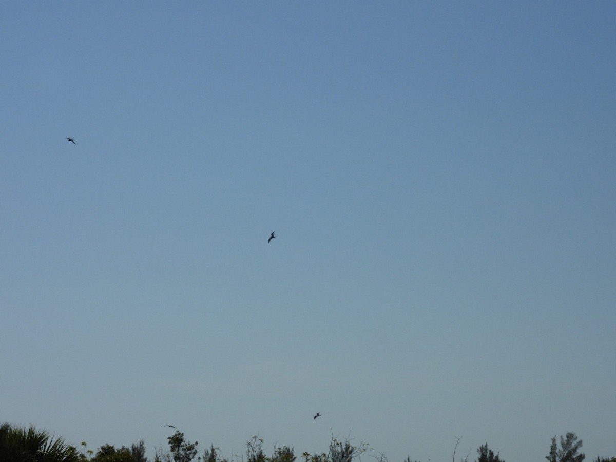 Magnificent Frigatebird - Denise Rychlik