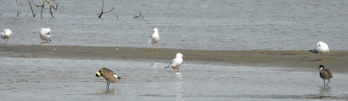 Mouette argentée - ML619614316