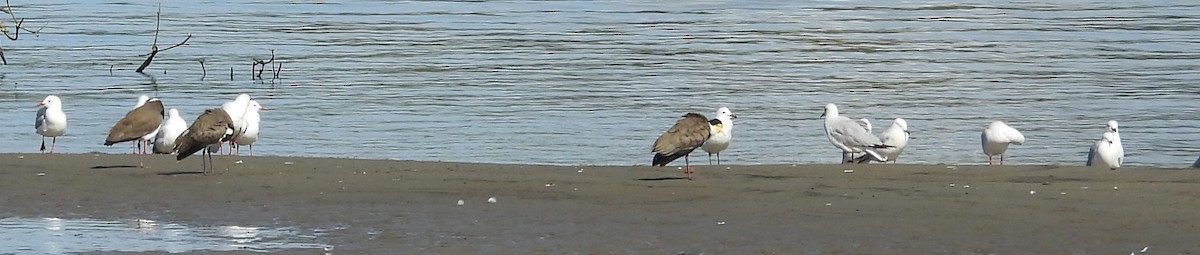 Mouette argentée - ML619614317