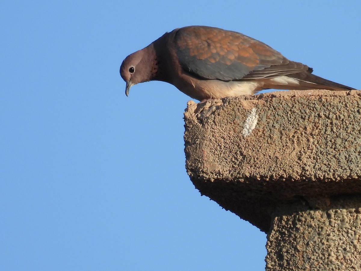 Laughing Dove - Simon Bradfield