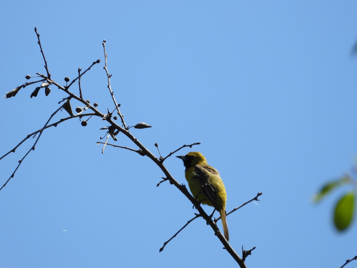 Orchard Oriole - Jacob Rhodes