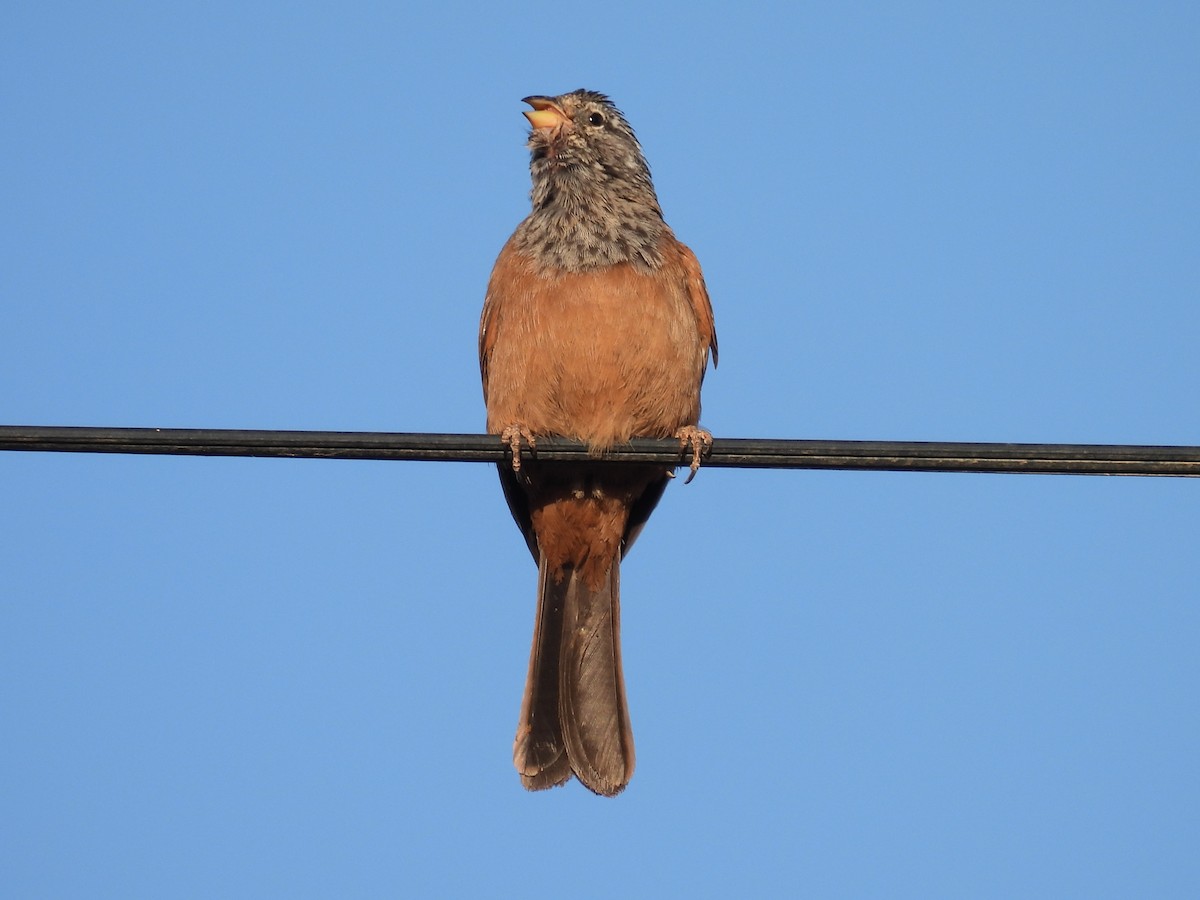 House Bunting - ML619614329