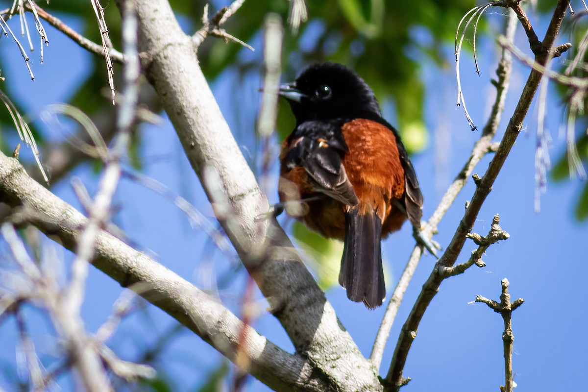 Orchard Oriole - ML619614333