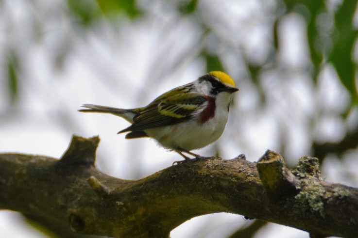 Chestnut-sided Warbler - ML619614336