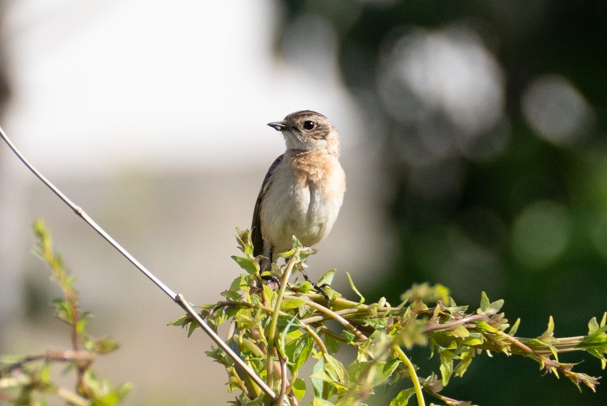 Amur Stonechat - Fran Kim