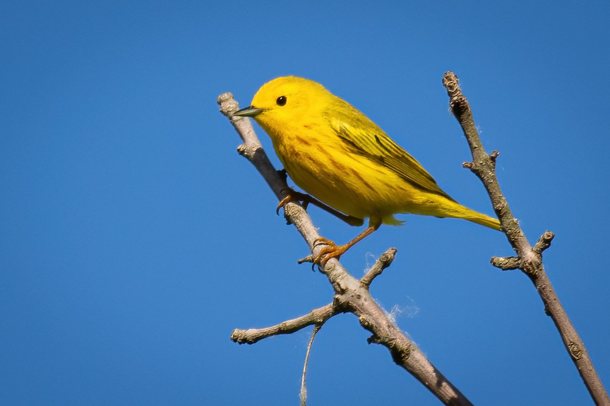 Yellow Warbler - ML619614342