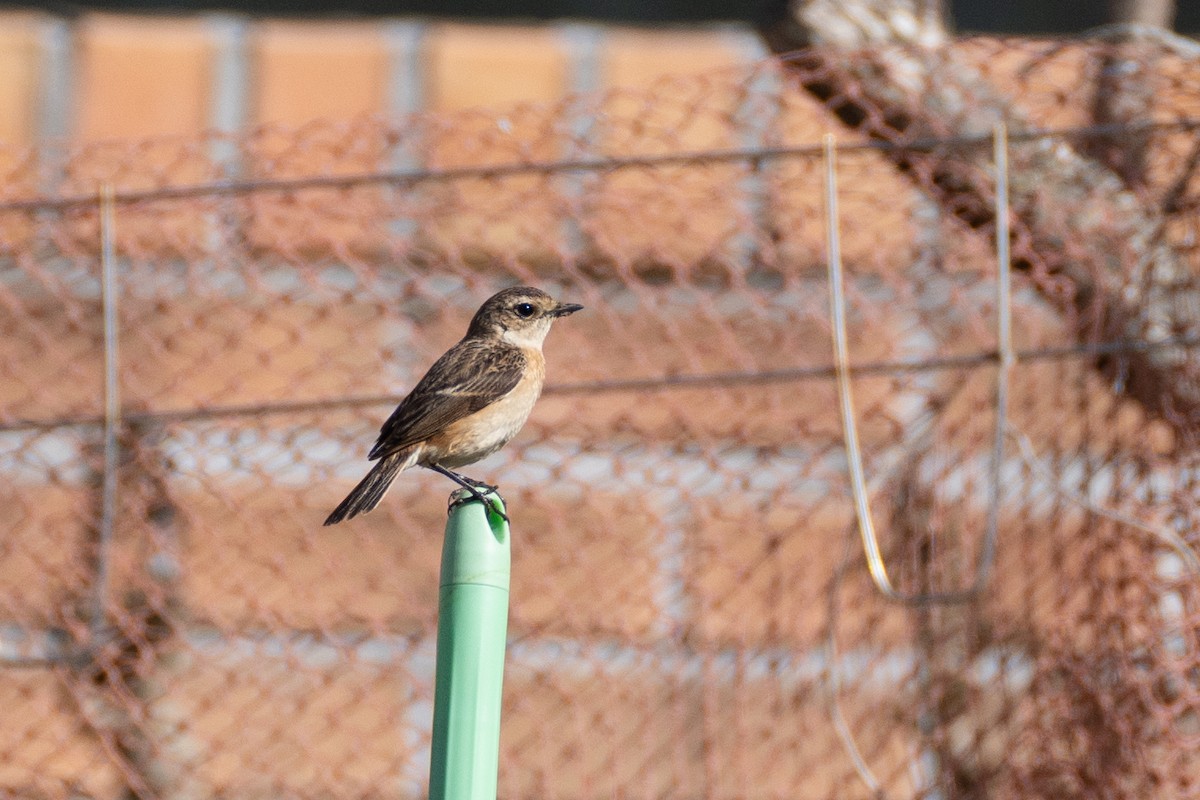 Amur Stonechat - Fran Kim