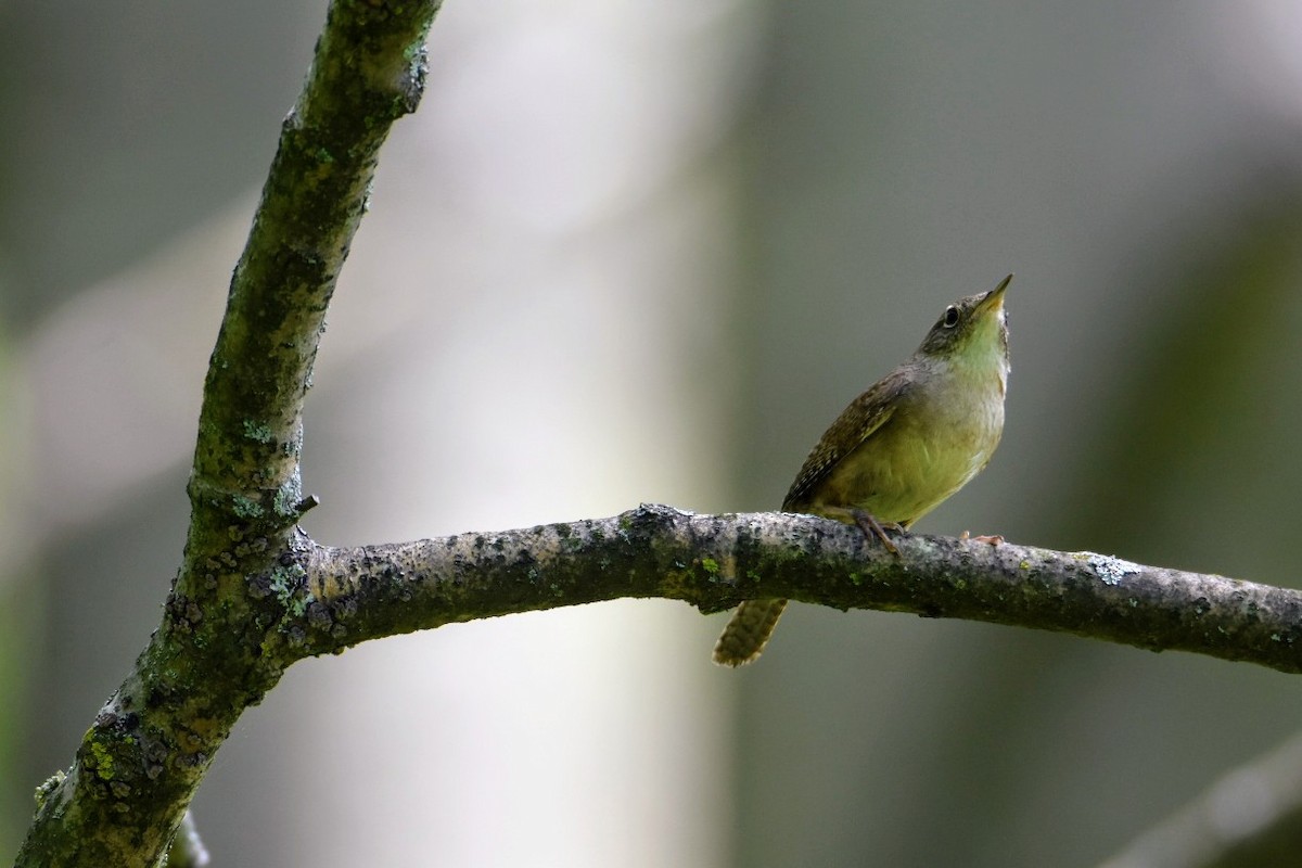 House Wren - Anonymous