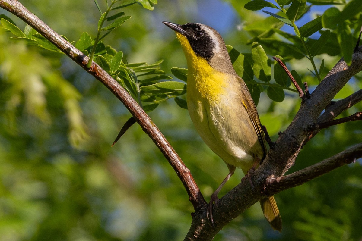 Common Yellowthroat - ML619614347