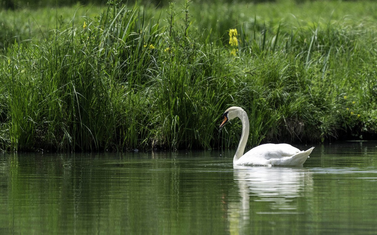 Mute Swan - Holger Schneider