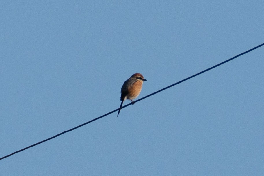 Bull-headed Shrike - Fran Kim