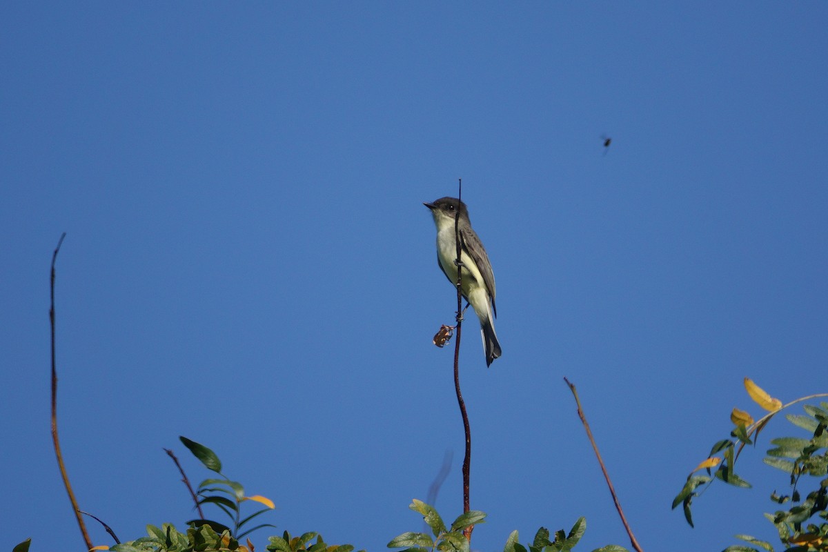 Eastern Kingbird - Linda  LaBella