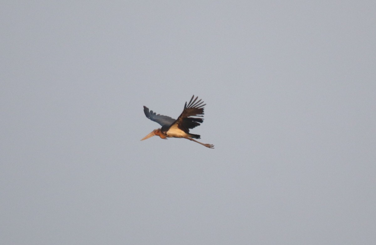 Lesser Adjutant - Praveen H N