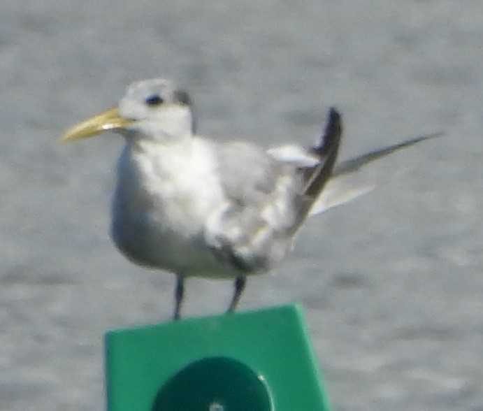 Great Crested Tern - Suzanne Foley