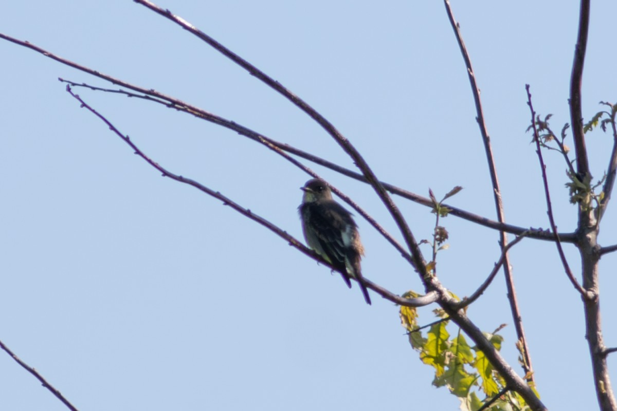 Olive-sided Flycatcher - Kris Perlberg