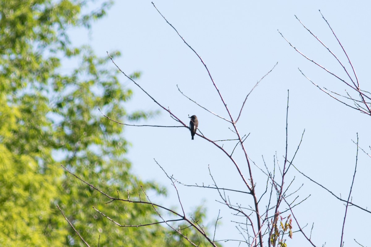 Olive-sided Flycatcher - Kris Perlberg