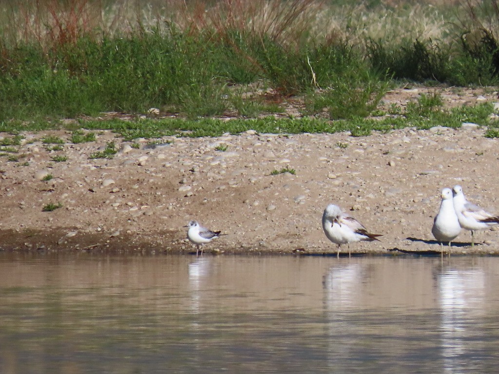 Bonaparte's Gull - fran rulon-miller