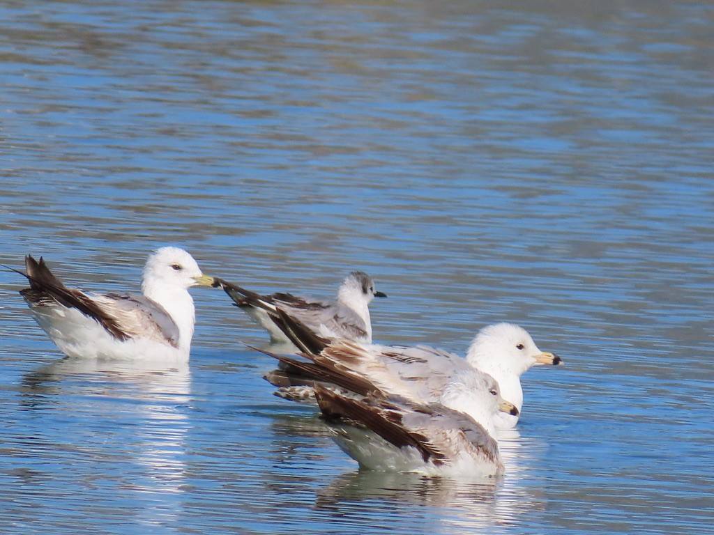 Bonaparte's Gull - ML619614372