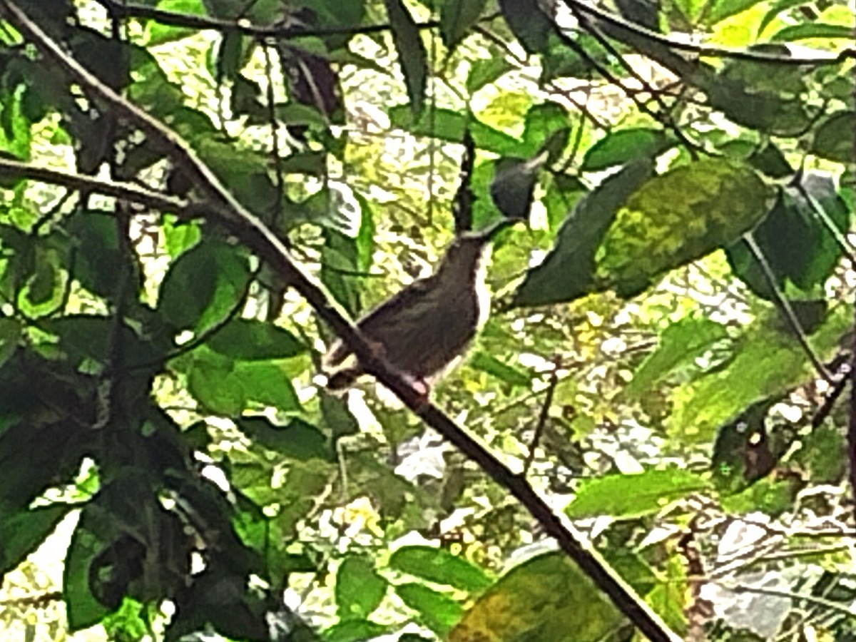 Streaked Spiderhunter - Lars Mannzen