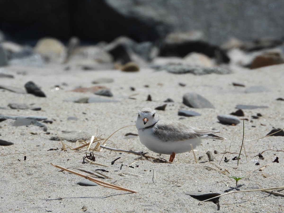 Piping Plover - Jacob Rhodes