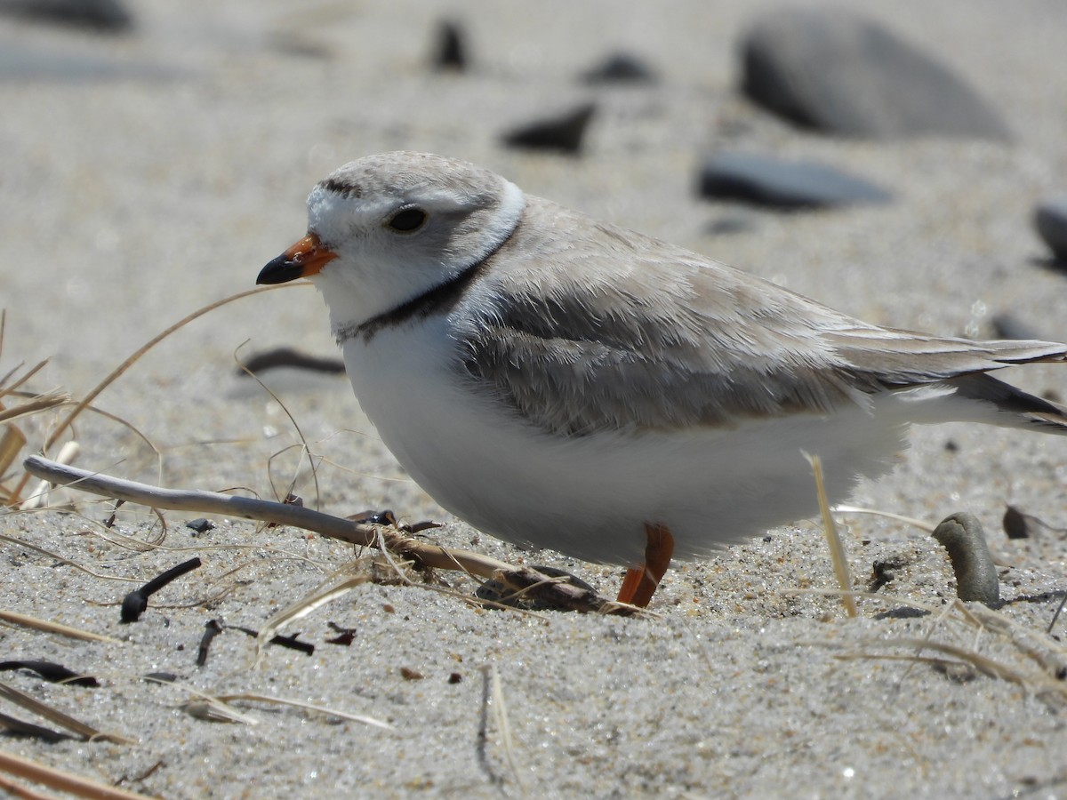 Piping Plover - ML619614392