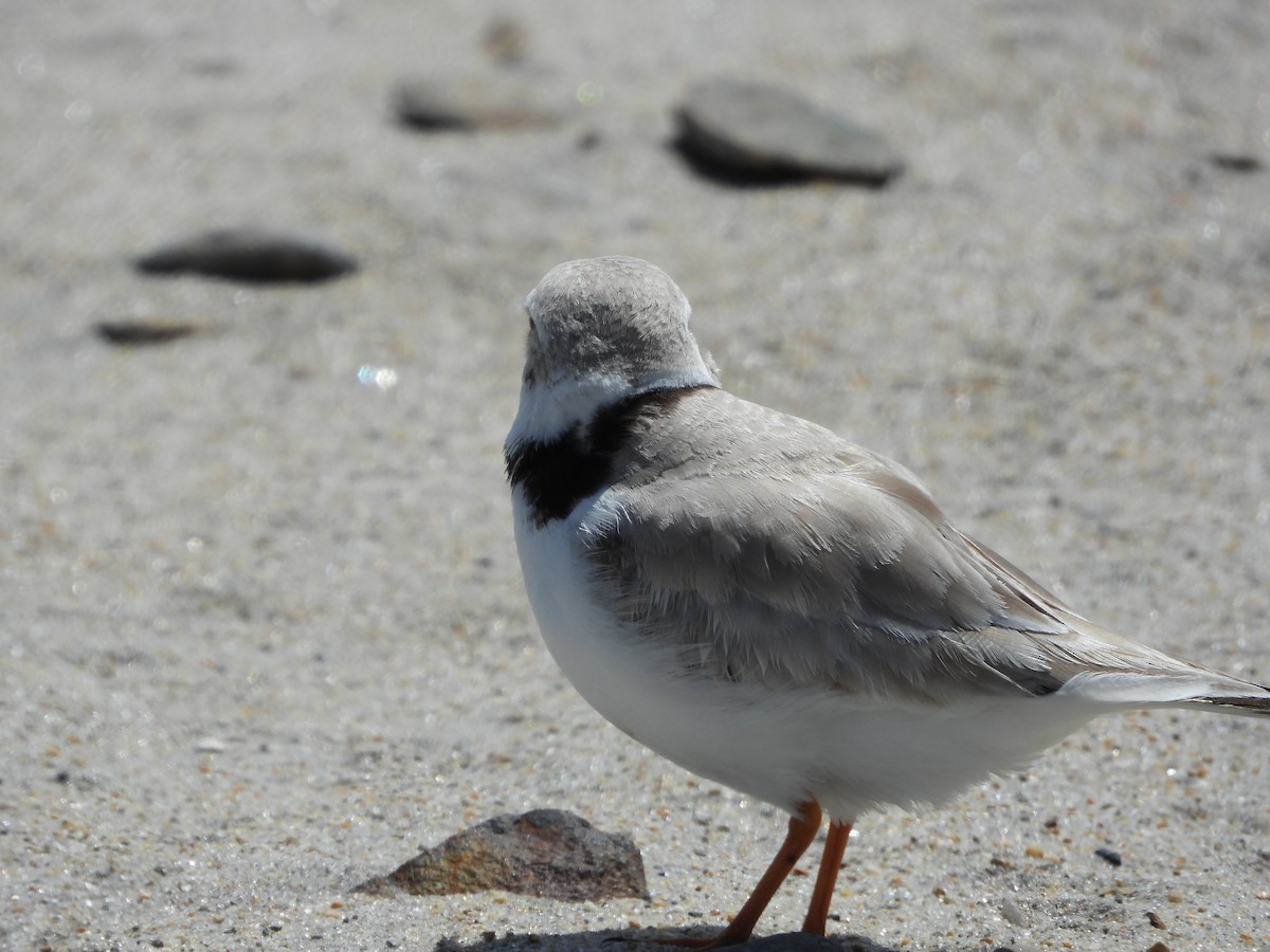 Piping Plover - Jacob Rhodes