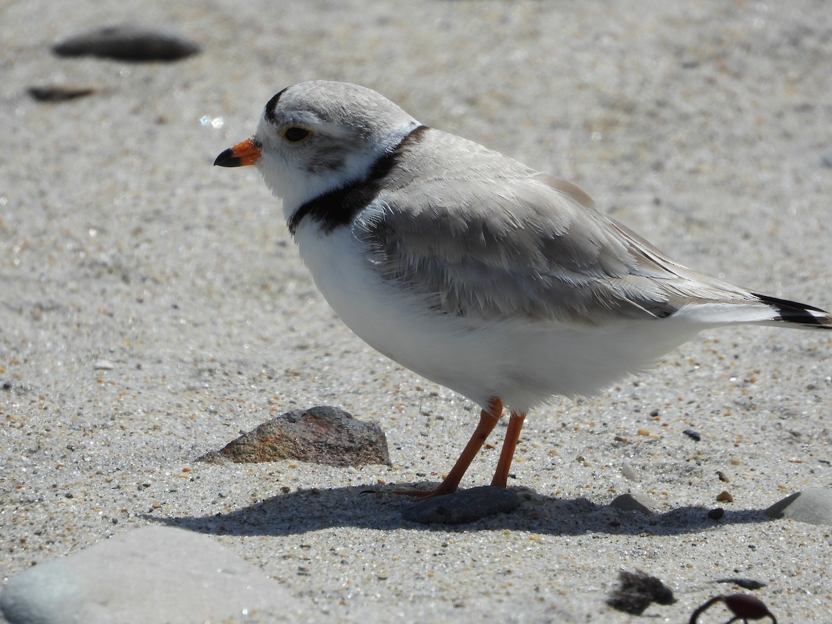 Piping Plover - ML619614394