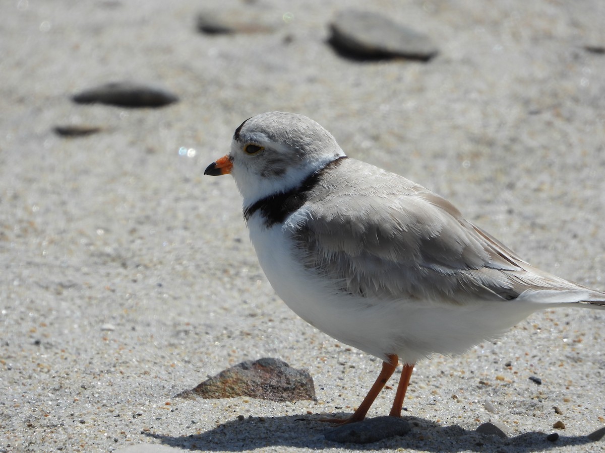 Piping Plover - ML619614395
