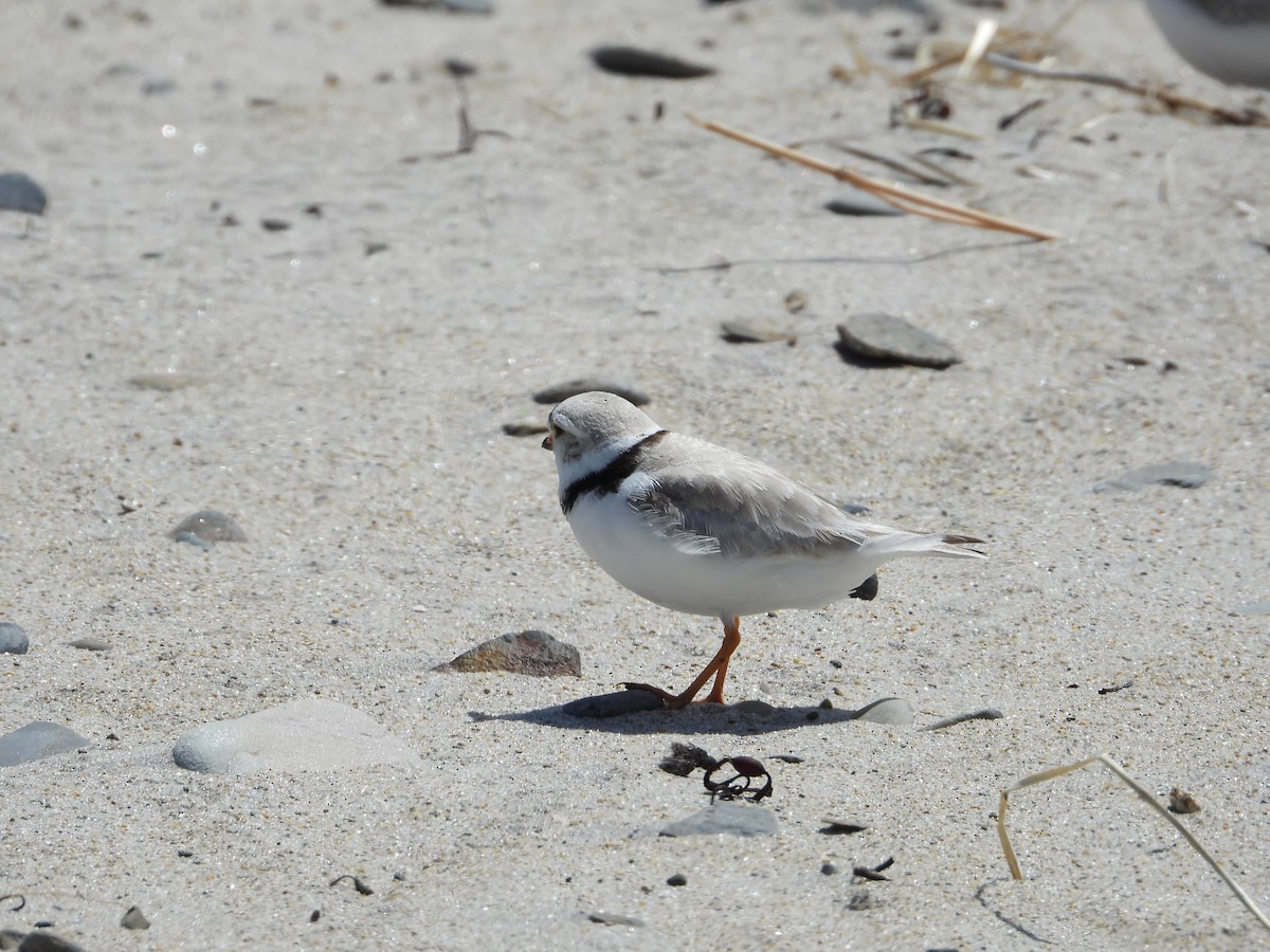 Piping Plover - ML619614396