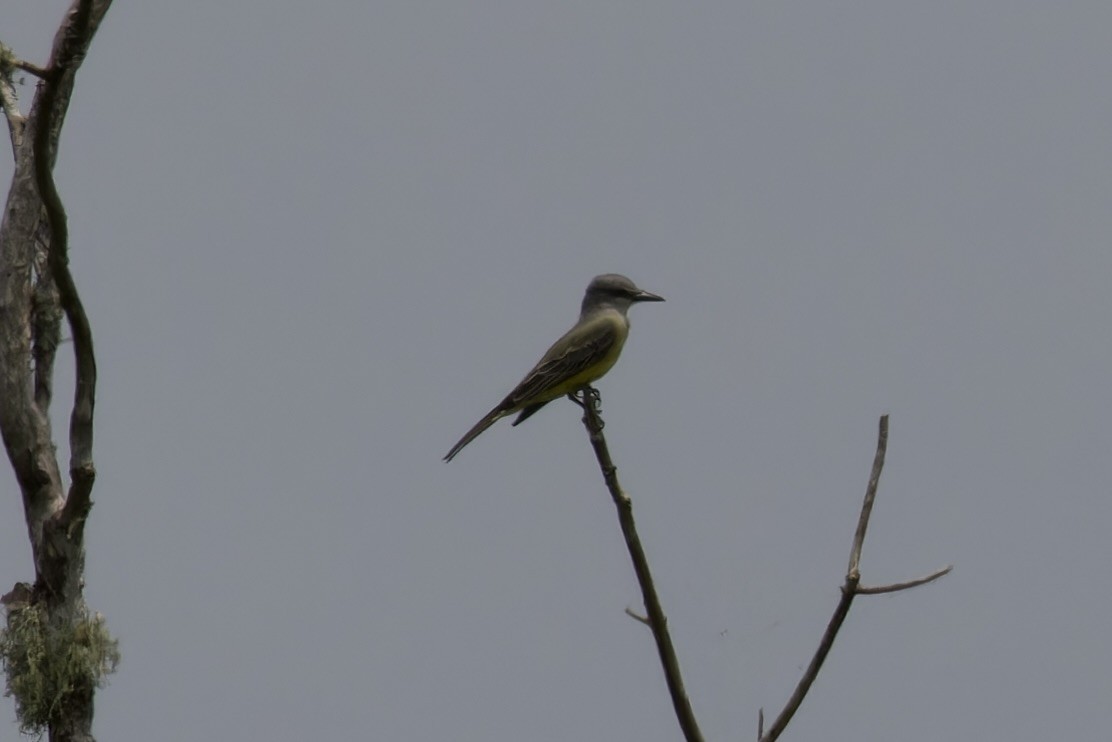 Tropical Kingbird - Ted Burkett