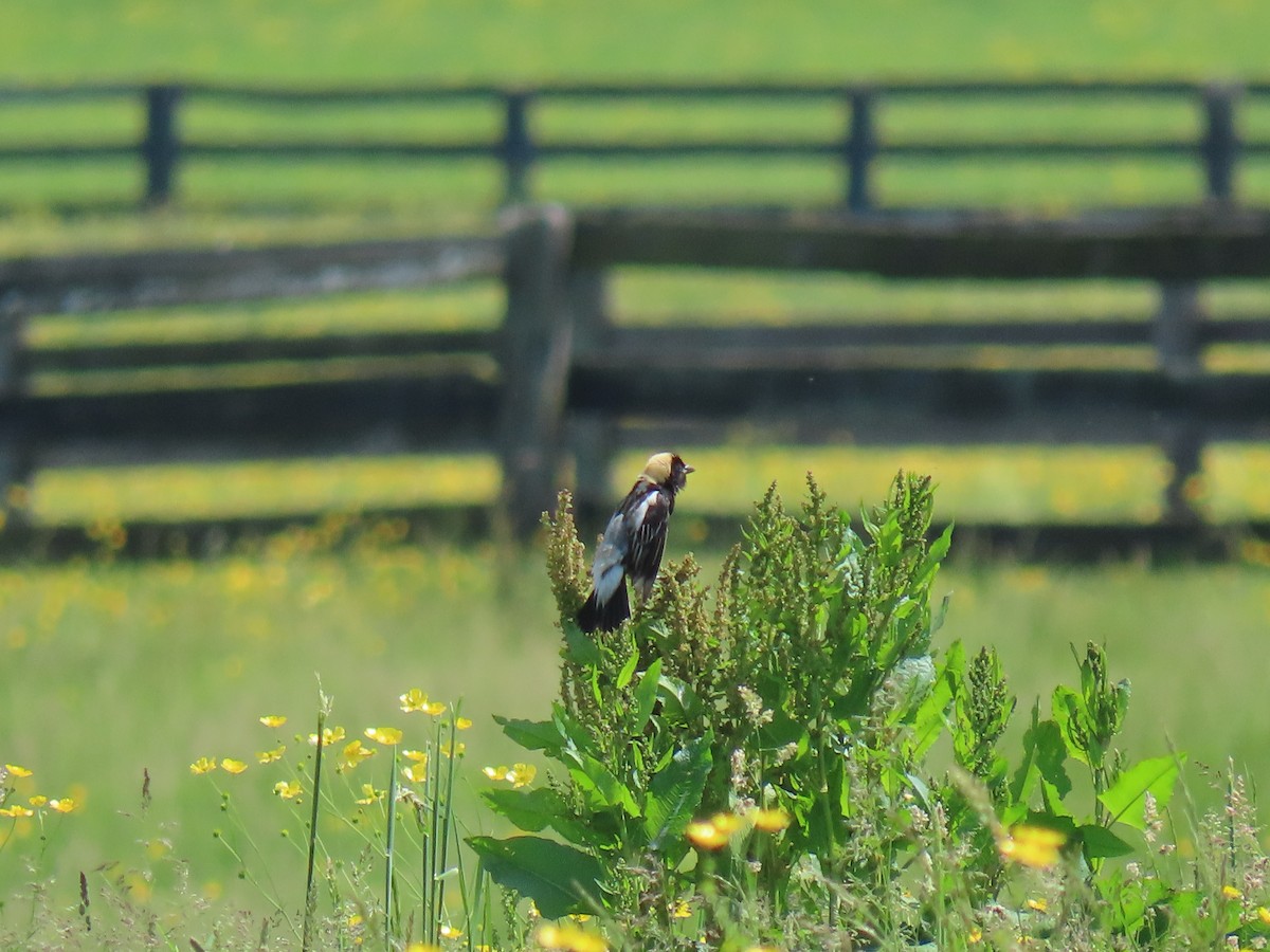 Bobolink - John Gaglione