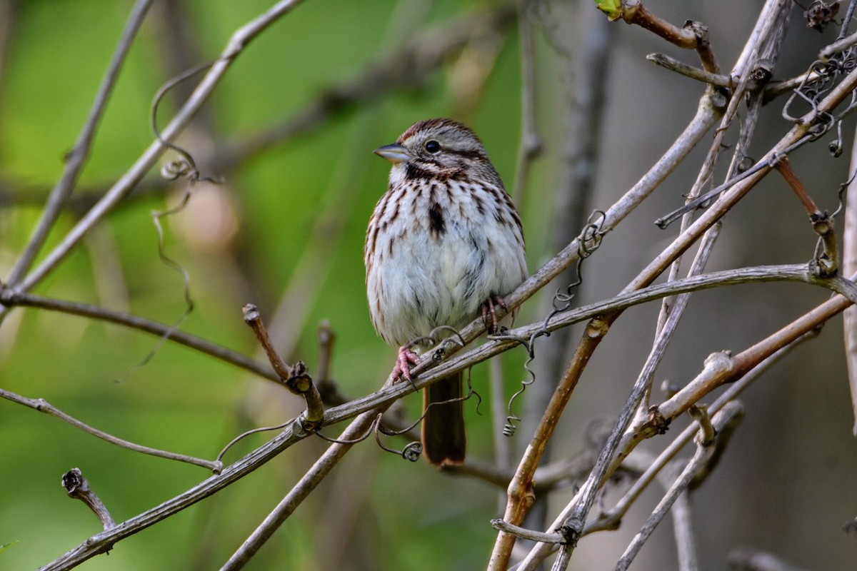 Song Sparrow - Anonymous