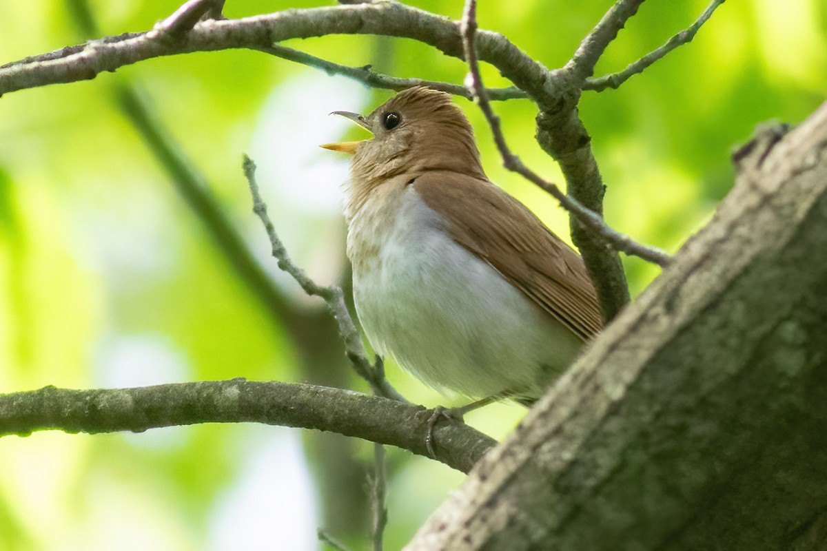 Veery - Craig Kingma