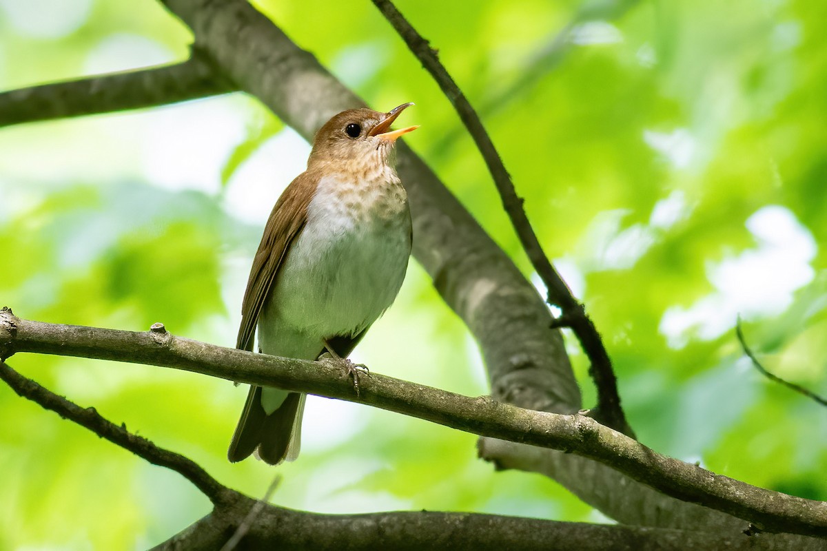 Veery - ML619614411