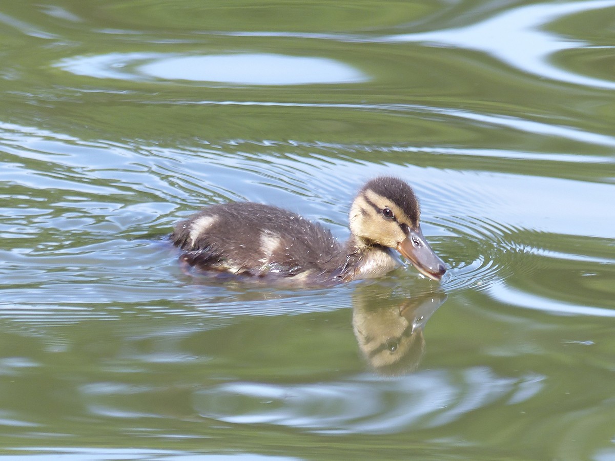 Mallard - ML619614413