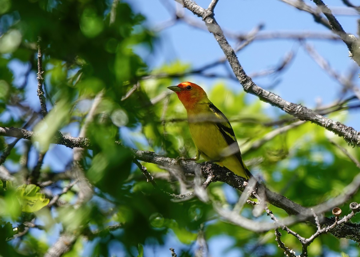 Western Tanager - Pam Vercellone-Smith