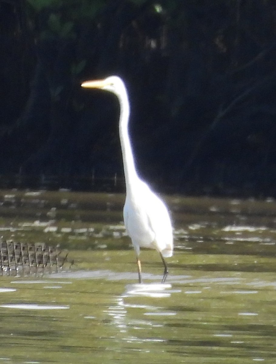 Great Egret - Suzanne Foley