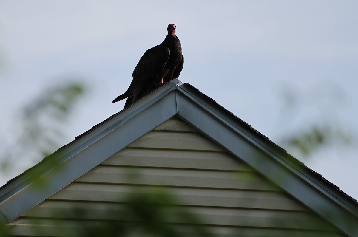 Turkey Vulture - Christian Scheibe