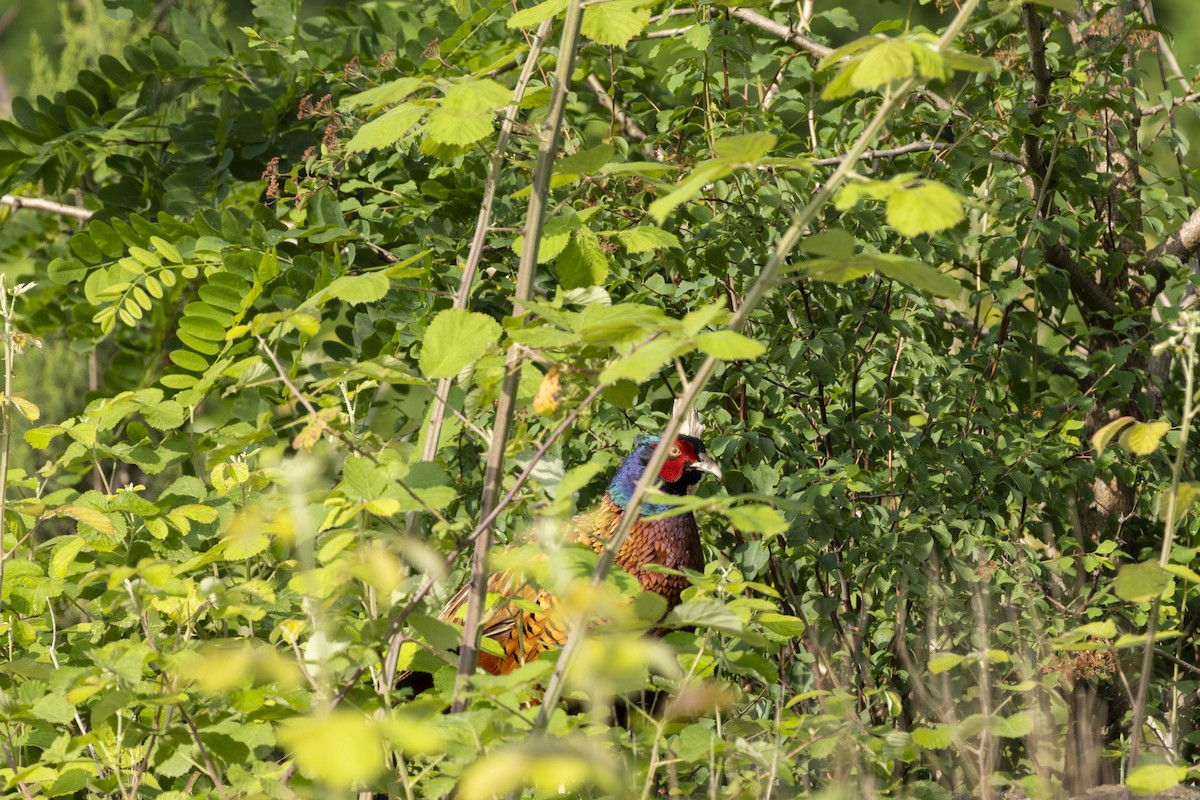 Ring-necked Pheasant - Pantea Golzari